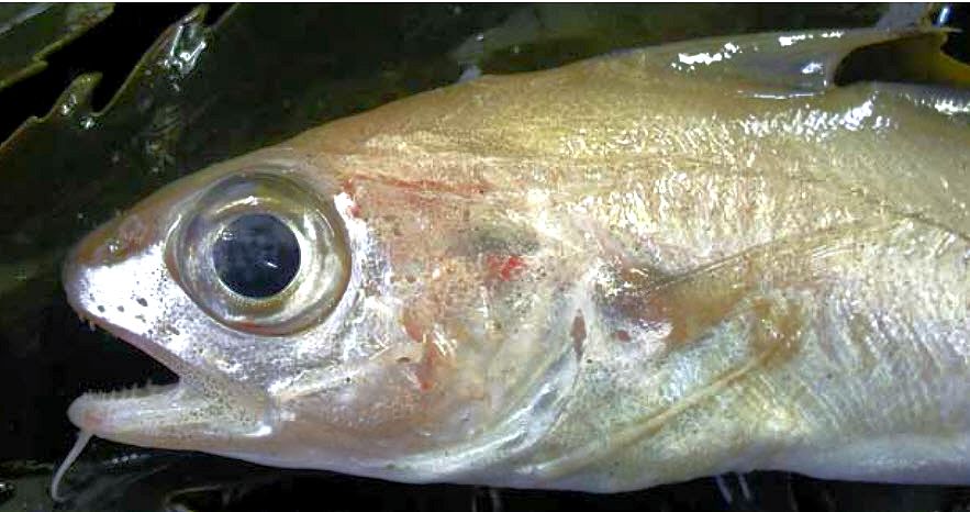 Trisopterus minutus_00555